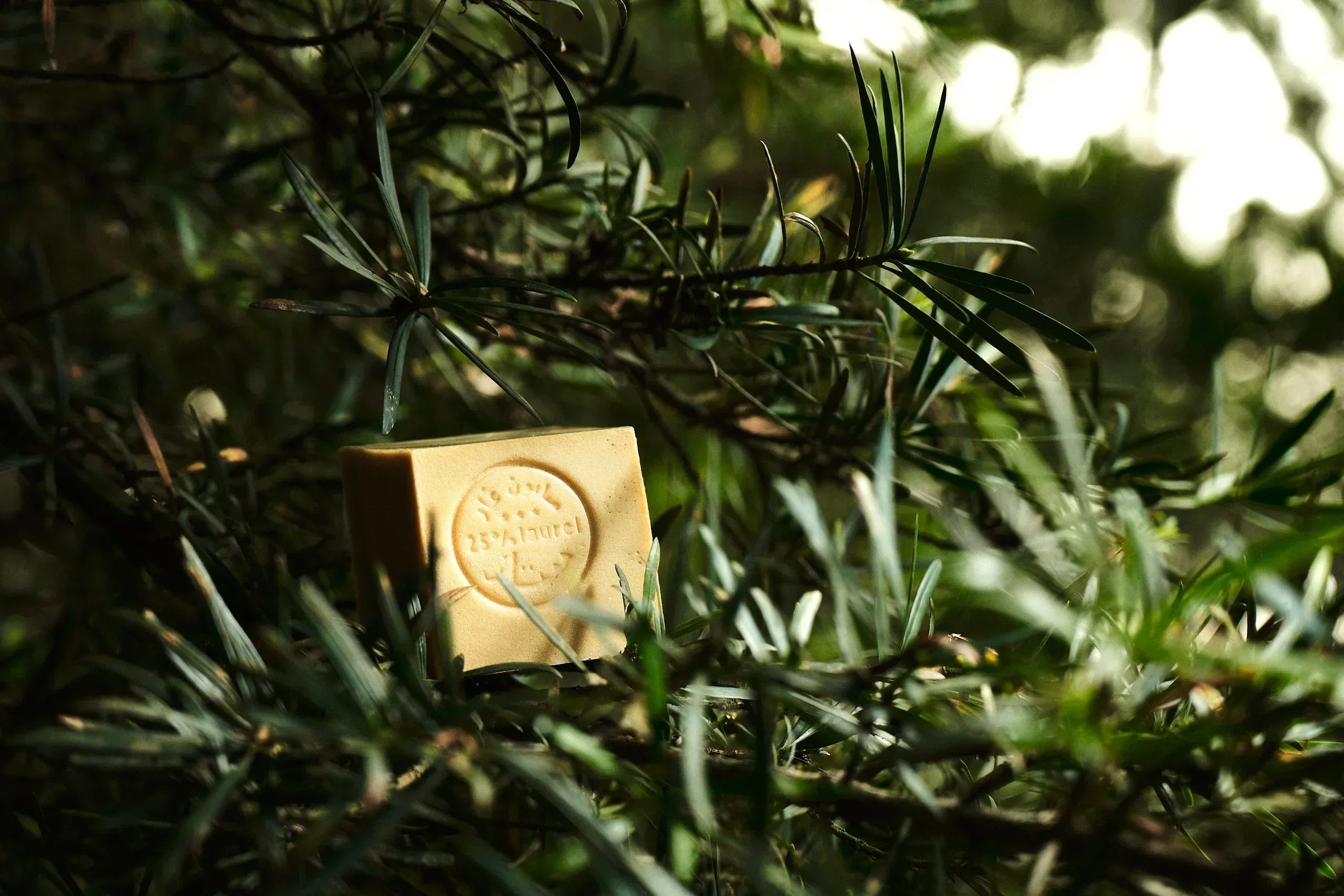 A traditional stamped block of e'lioe Aleppo soap tucked into wild evergreen foliage in natural sunlight.